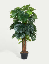 M&S Blooming Artificial 4ft Monstera House Plant on Pole- Buy online at McGrocer