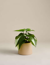 M&S Artificial Heartleaf Philodendron Plant in Ceramic Pot- Buy online at McGrocer