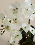 Artificial medium orchid in glass pot, UK version