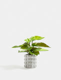 Artificial Philodendron in Ceramic Pot
