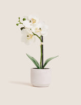 M&S Moss & Sweetpea Artificial Real Touch Small Orchid in Pot Artificial House Plant- Buy online at McGrocer