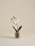 Artificial small orchid in glass pot 24cm, imported from the UK