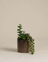 M&S Artificial Succulent Family in Reactive Glaze Pot (21.6 cm)- Buy online at McGrocer