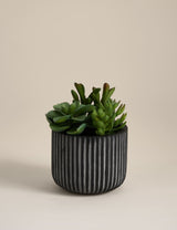 M&S Moss & Sweetpea Artificial Succulents in Ridged Cement Pot Indoor Planter- Buy online at McGrocer