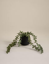 M&S Artificial Trailing Baby Plant with Textured Ceramic Pot Indoor Artificial Plant 36.8cm Height- Buy online at McGrocer
