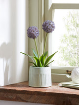 Next Purple Artificial Allium Plant with Ribbed Ceramic Pot Indoor Planter 29cm Height- Buy online at McGrocer