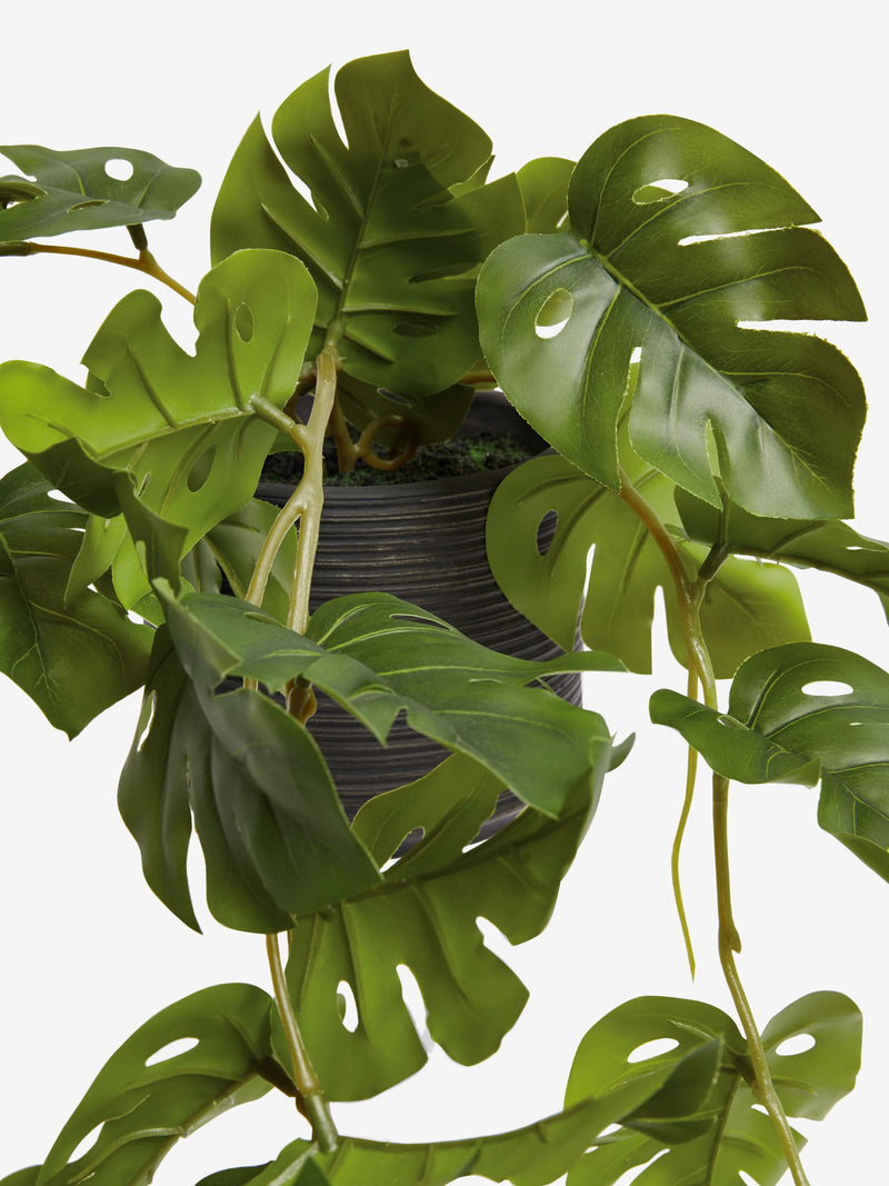 Artificial trailing Monstera plant 57cm, UK version