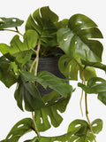 Artificial trailing Monstera plant 57cm, UK version