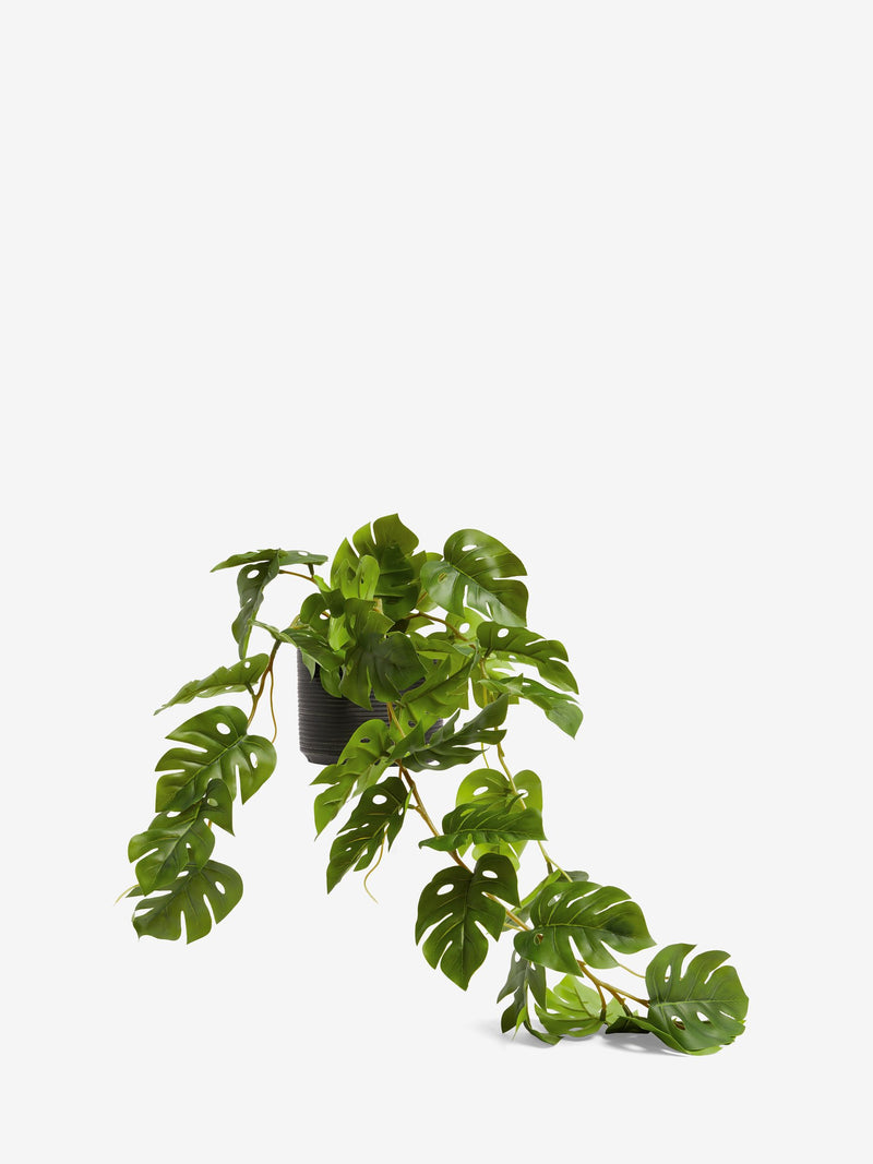 Artificial trailing Monstera plant 57cm, UK version