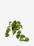 Artificial trailing Monstera plant 57cm, UK version
