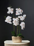 Gold/White Artificial Orchid in Geo Pot 56cm Height, UK version