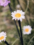 Lights4fun daisy solar garden stake lights 30 LED (British brand)