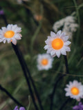 Lights4fun daisy solar garden stake lights 30 LED (British brand)