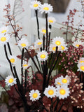 Lights4fun daisy solar garden stake lights 30 LED (British brand)