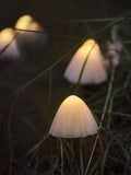 Lights4fun 12 mushroom solar stake lights 20cm, imported from the UK