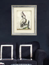 Next Brookpace Lascelles Cream White Cockatoo III Print in Antique Mirrored Frame, 60cm x 50cm- Buy online at McGrocer