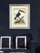 Next Brookpace Lascelles Cream Toucan Print in Antique Mirrored Frame- Buy online at McGrocer
