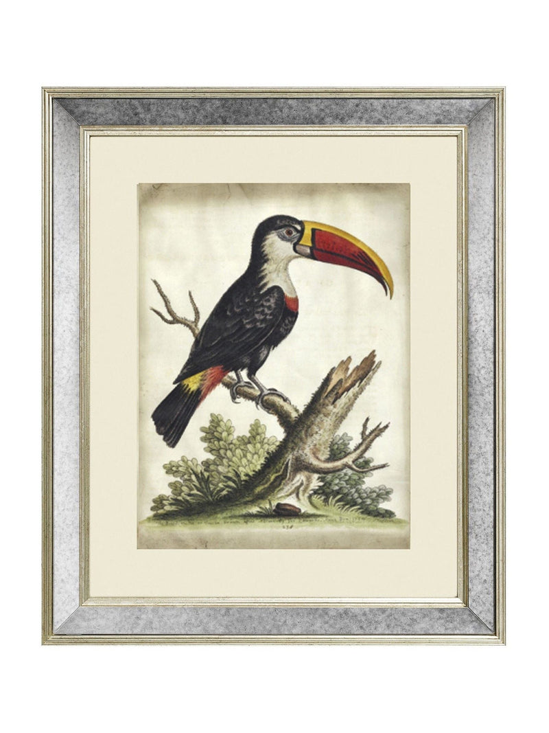Brookpace Lascelles toucan print in antique mirrored frame, imported from the UK