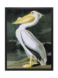 Brookpace Lascelles white pelican framed wall art 86x66cm - British product