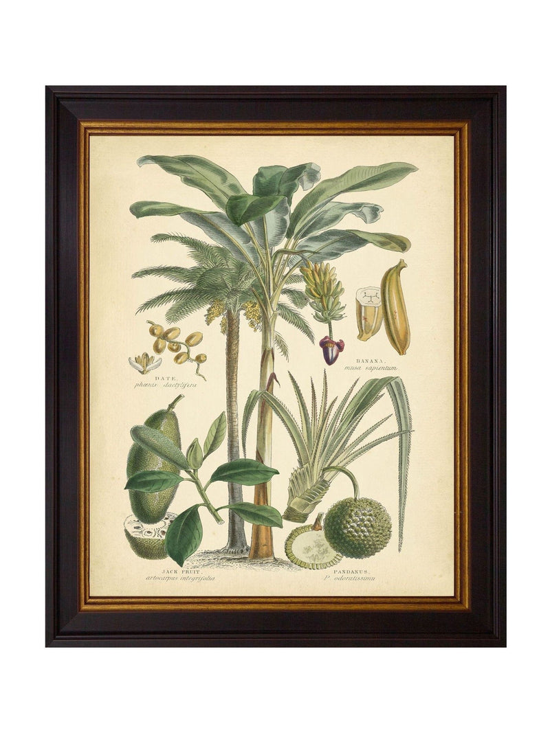Brookpace Lascelles Black Fruitful Palm II framed wall art 51x41cm (British brand)