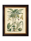 Brookpace Lascelles Black Fruitful Palm II framed wall art 51x41cm (British brand)