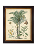 Brookpace Lascelles black fruitful palm framed art 51cm x 41cm - British product