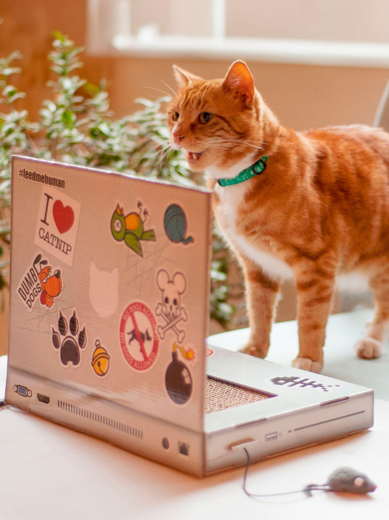 Suck UK grey cat scratch laptop toy with mouse, UK version