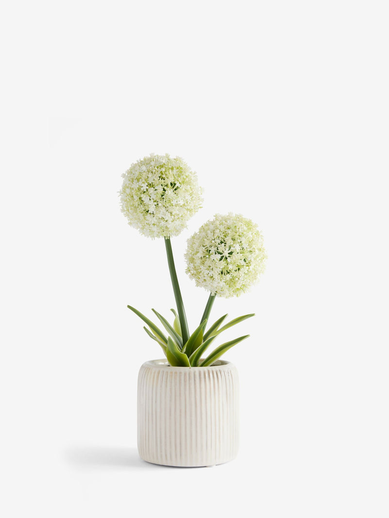 White artificial allium plant in ribbed ceramic pot 31.5cm tall (British brand)