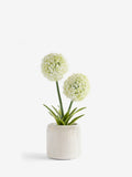 White artificial allium plant in ribbed ceramic pot 31.5cm tall (British brand)