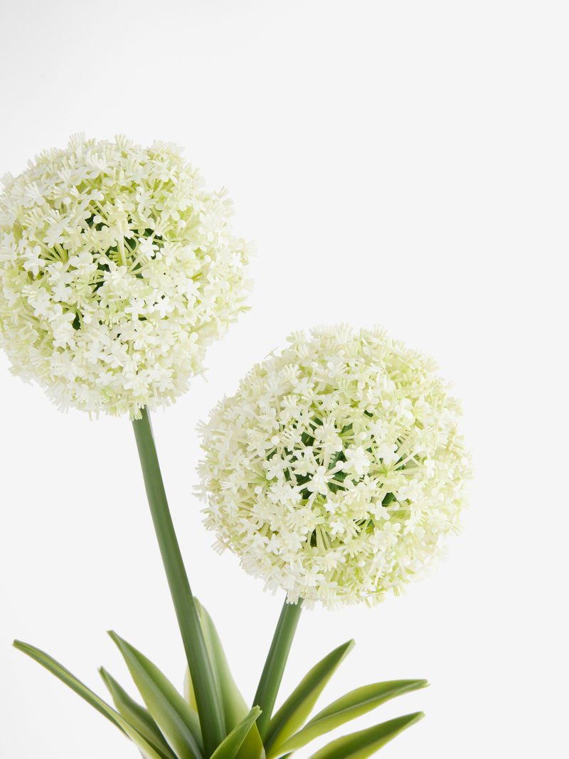 White artificial allium plant in ribbed ceramic pot 31.5cm tall (British brand)
