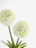 White artificial allium plant in ribbed ceramic pot 31.5cm tall (British brand)
