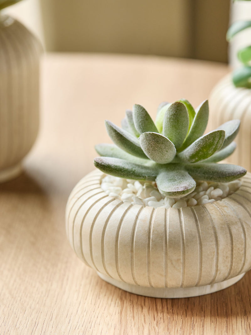 Set of 3 green succulents in ribbed plant pots 7x9x9cm (British brand)