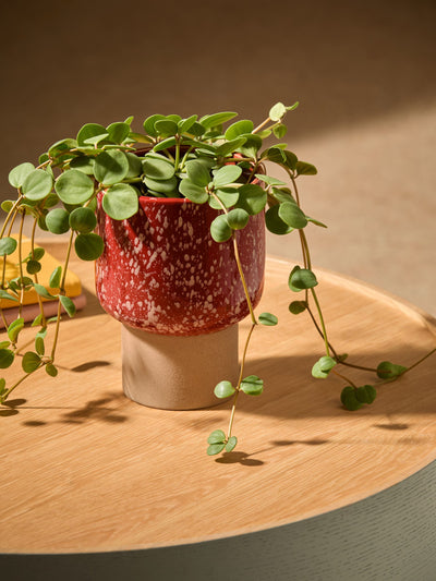 Next MADE.COM Terracotta & White Santiago Hand Splatter Small Ceramic Plant Pot- Buy online at McGrocer