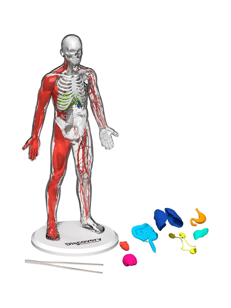 Discovery 3D Human Anatomy Model 28 Piece, imported from the UK