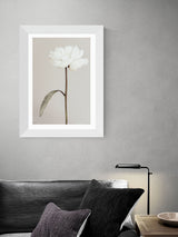 Next East End Prints White Peony II Framed Art Print- Buy online at McGrocer