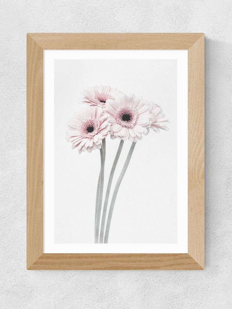 East End Prints Gerbera daisy framed art print - British product
