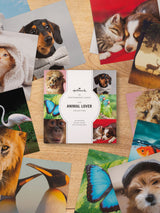 Next Hallmark Multi Cute Animal Design Blank Cards 20 Pack- Buy online at McGrocer