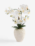 White artificial orchid in Fairford vase 67cm height (British brand)