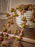 Purple artificial trailing succulent ceramic pot 12cm height, imported from the UK