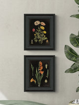Next Artko Black Floral Chart HF Set of 2 Framed Wall Art- Buy online at McGrocer
