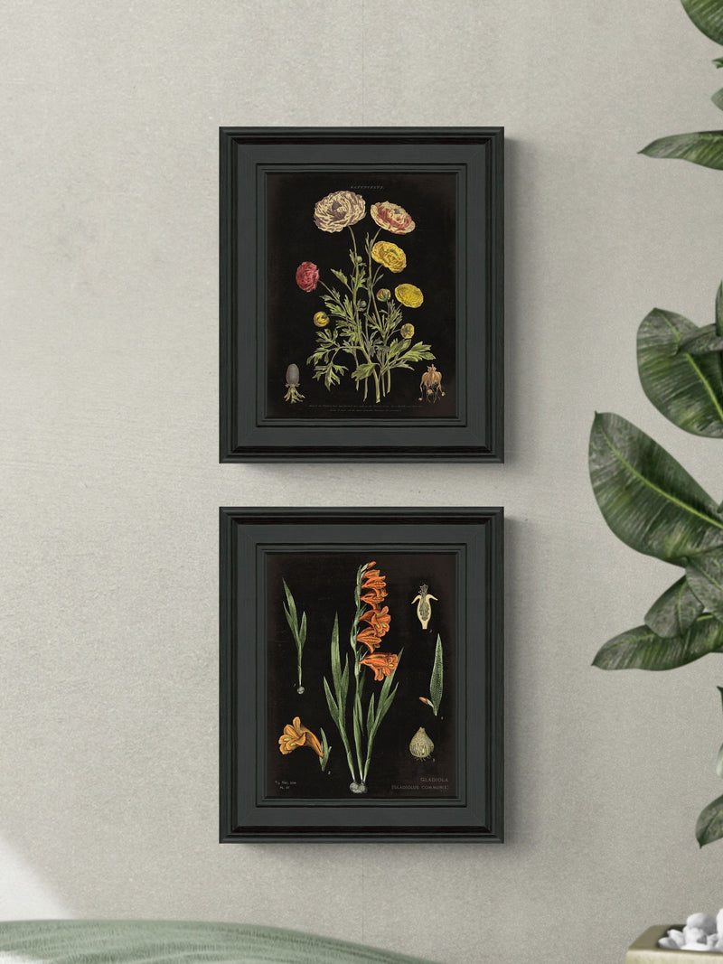 Artko Black Floral Chart HF framed art set of 2 - British product