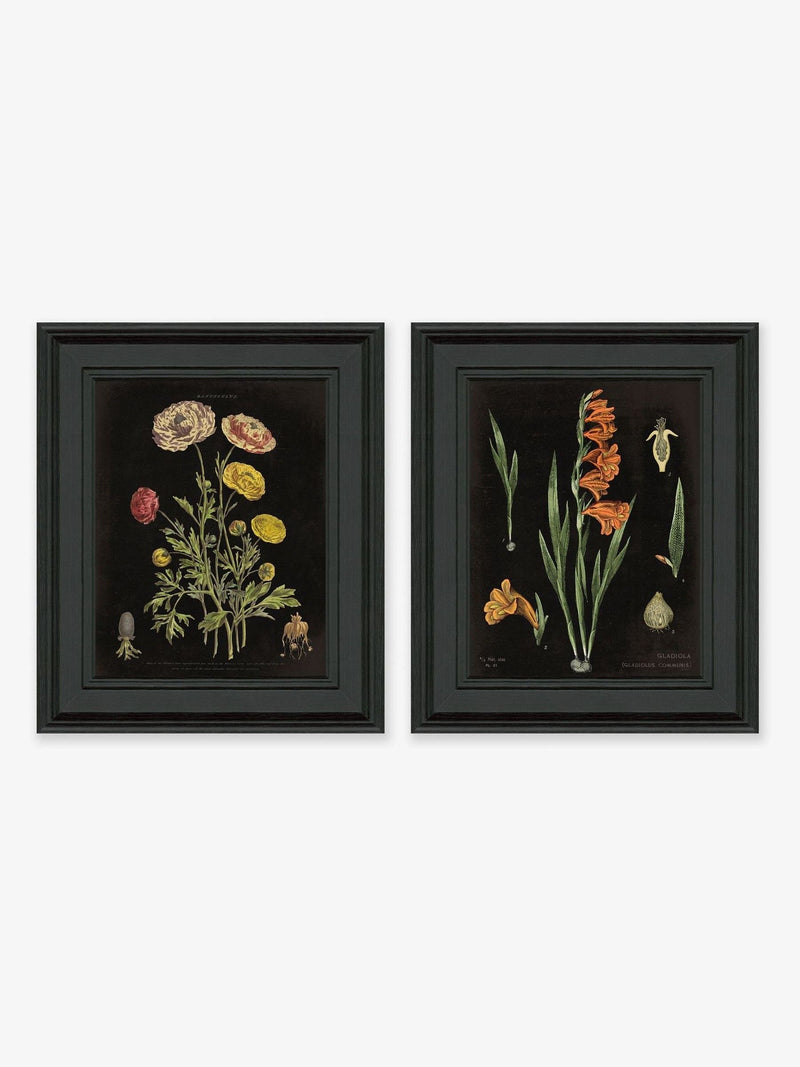 Artko Black Floral Chart HF framed art set of 2 - British product
