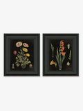 Artko Black Floral Chart HF framed art set of 2 - British product