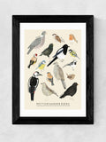 East End Prints black garden birds framed art print - British product