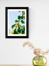 East End Prints Black Amalfi Coast Lemons Framed Art Print