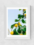 East End Prints White Amalfi Coast Lemons framed art print - British product