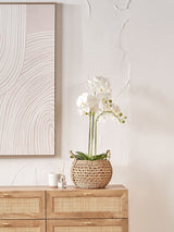 Next Pacific Lifestyle Green Tall White Orchid Artificial Plant in Moss Pot 80cm- Buy online at McGrocer