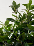 Pacific Lifestyle faux bay tree in pot - British product
