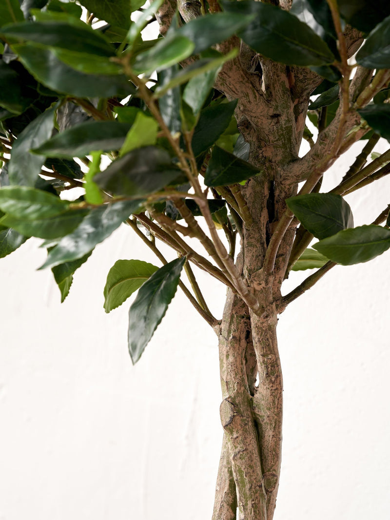 Pacific Lifestyle faux bay tree in pot - British product