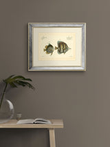 Next Brookpace Lascelles Bloch Antique Fish III Antique Gold Mirrored Frame Wall Art 40 x 50cm- Buy online at McGrocer